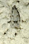 Symmoca signatella