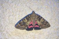 Catocala sponsa