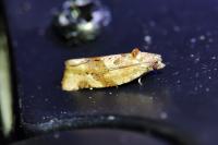 Argyrotaenia ljungiana