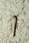 Eilema caniola