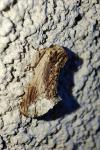 Ptilodon cucullina