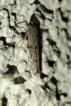 Cadra figulilella