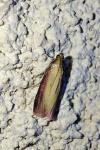 Oncocera semirubella
