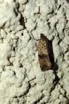 Celypha striana