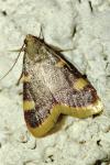 Hypsopygia costalis