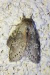 Stauropus fagi