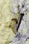 Cochylimorpha straminea