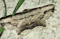 Menophra abruptaria