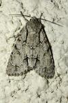 Acronicta psi/Acronicta tridens