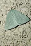 Hemistola chrysoprasaria