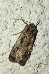 Peridroma saucia