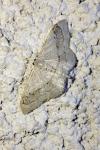 Idaea aversata