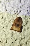 Archips podana