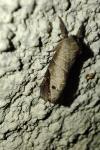 Clostera anachoreta
