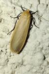Katha depressa