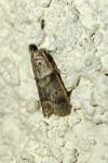 Acrobasis consociella