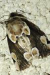 Thyatira batis