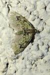 Chloroclystis v-ata