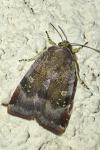 Noctua janthe / Noctua janthina