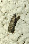Ephestia woodiella