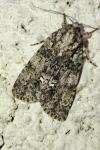 Acronicta rumicis
