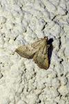 Endotricha flammealis