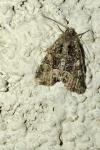 Oligia latruncula / Oligia strigilis / Oligia versicolor