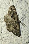 Peribatodes ilicaria