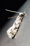 Nemapogon agenjoi