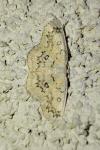 Cyclophora annularia