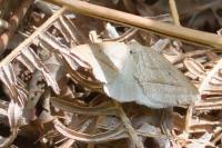 Petrophora chlorosata