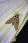Hyloicus pinastri