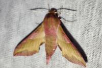 Deilephila porcellus