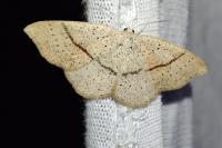 Cyclophora punctaria