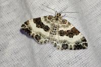 Epirrhoe rivata