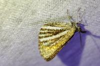 Isturgia limbaria
