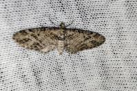 Eupithecia exiguata
