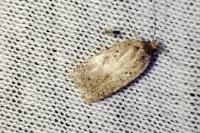 Agonopterix