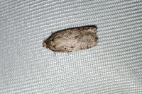 Agonopterix