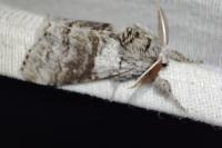 Calliteara pudibunda