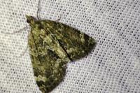 Chloroclysta siterata