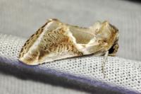 Habrosyne pyritoides