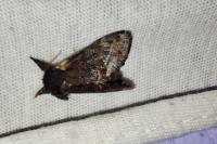 Notodonta dromedarius