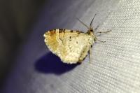 Xanthorhoe spadicearia