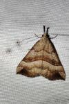 Hypena proboscidalis