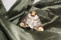 Phalera bucephala