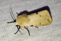 Spilarctia lutea