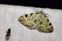Colostygia pectinataria