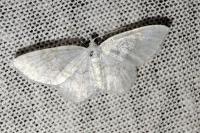 Asthena albulata