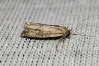 Bactra